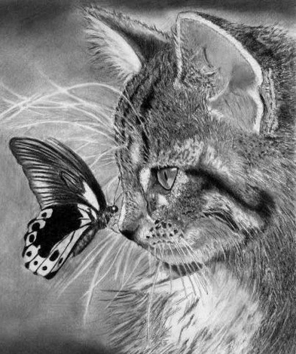 Знакомство - природа, бабочка, кот - оригинал