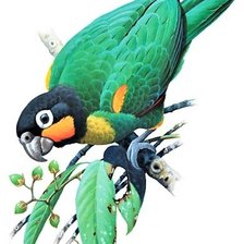 Схема вышивки «Brasilian birds»