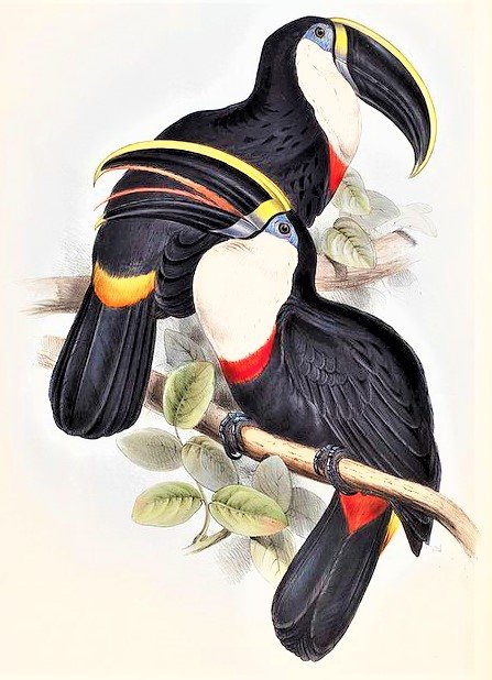 Brasilian birds 2 - птицы - оригинал