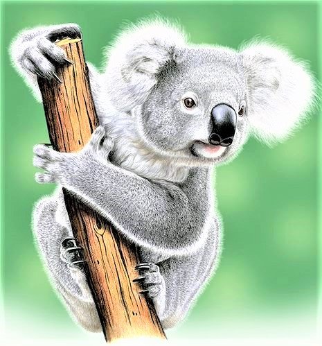 Baby koala - животные - оригинал
