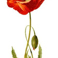 Схема вышивки «мак»