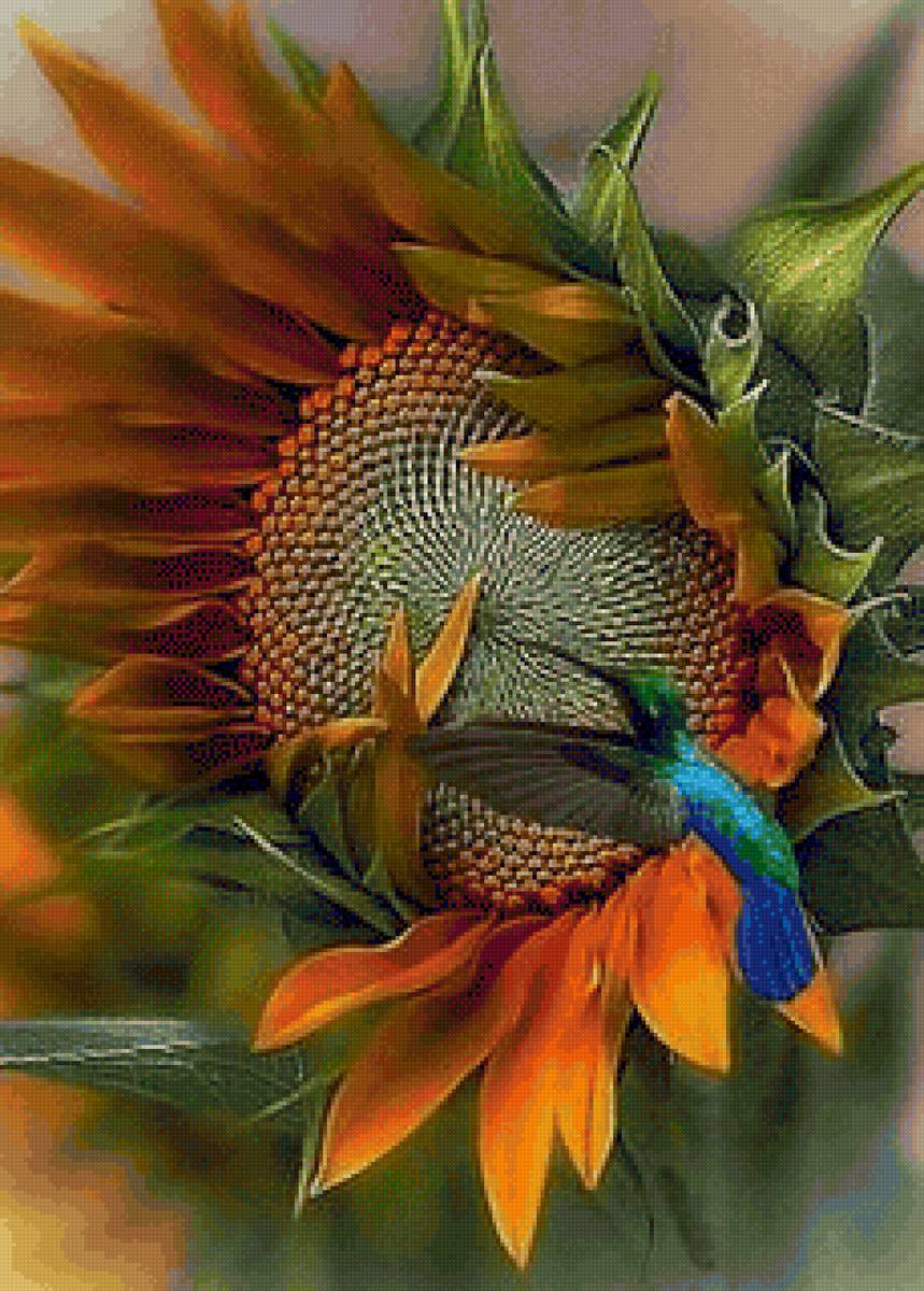 подсолнух - колибри, цветы, подсолнух - предпросмотр