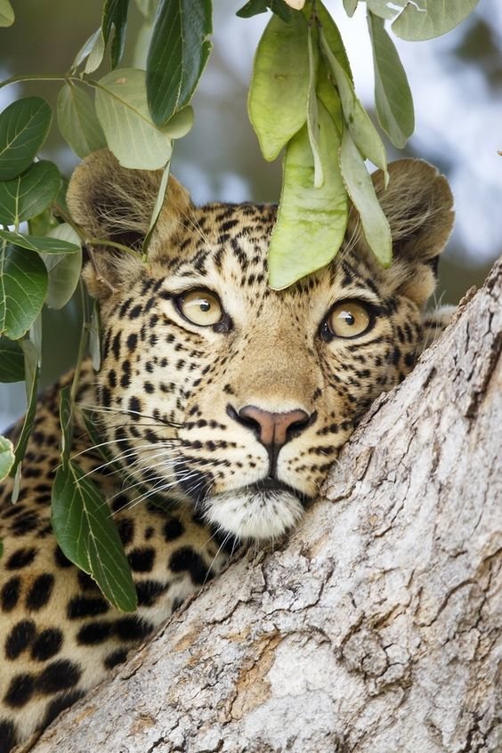 №2189679 - дикие, кошки, гепард - оригинал