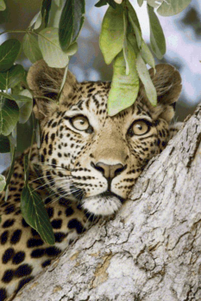 №2189679 - гепард, кошки, дикие - предпросмотр