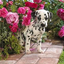 Схема вышивки «Щенок»