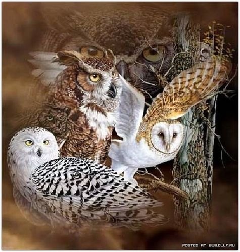 СОВУШКИ - оригинал