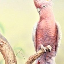 Схема вышивки «Brasilian birds 3»