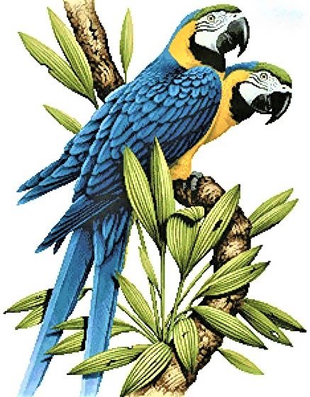 Brazilian birds- Ara - птицы - оригинал