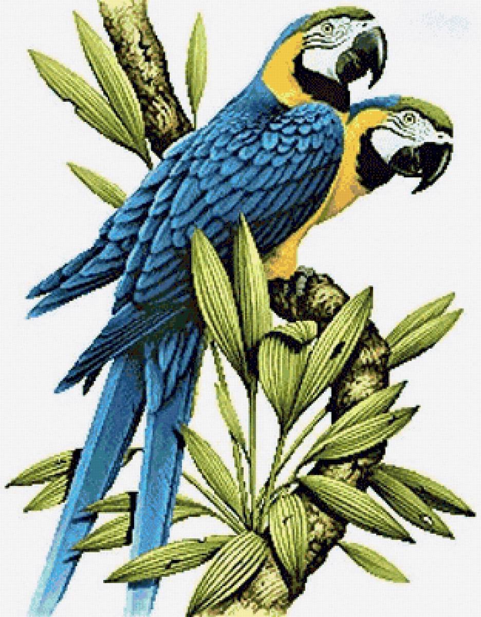 Brazilian birds- Ara - птицы - предпросмотр