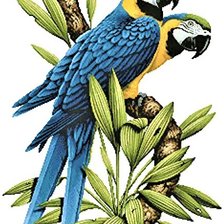 Схема вышивки «Brazilian birds- Ara»