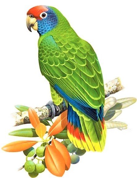 Australian birdes-Eklecktus - птицы - оригинал