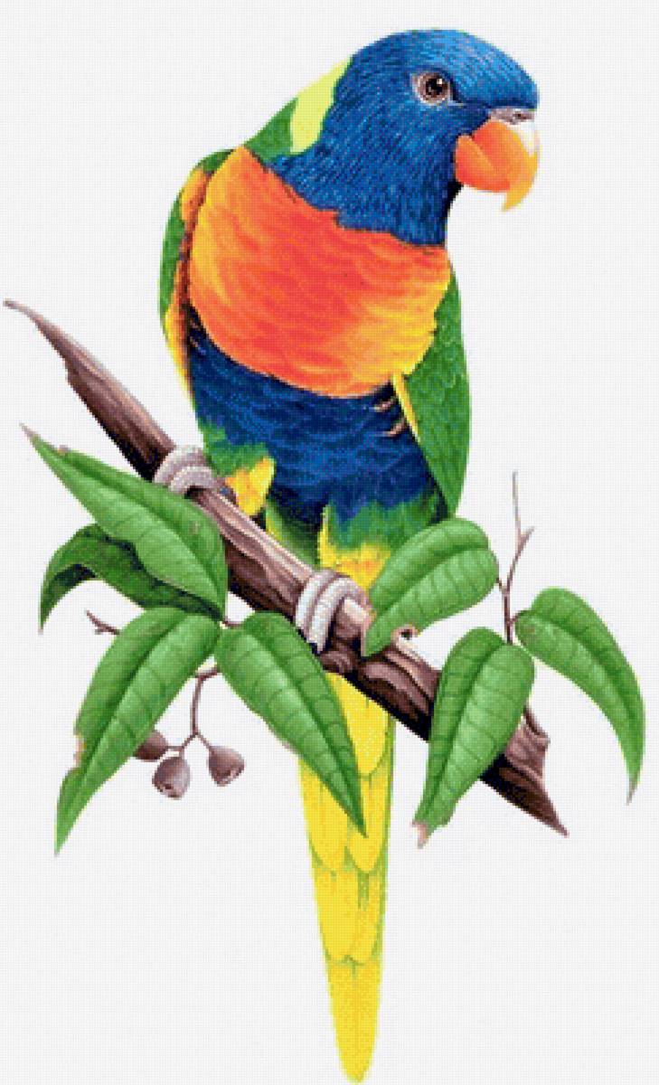 Australian birdes-Lorie - птицы - предпросмотр