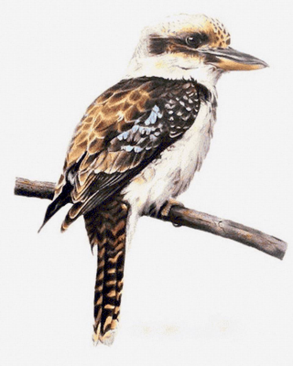 Australian birdes-River Kukabara - птицы - предпросмотр