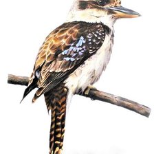 Australian birdes-River Kukabara