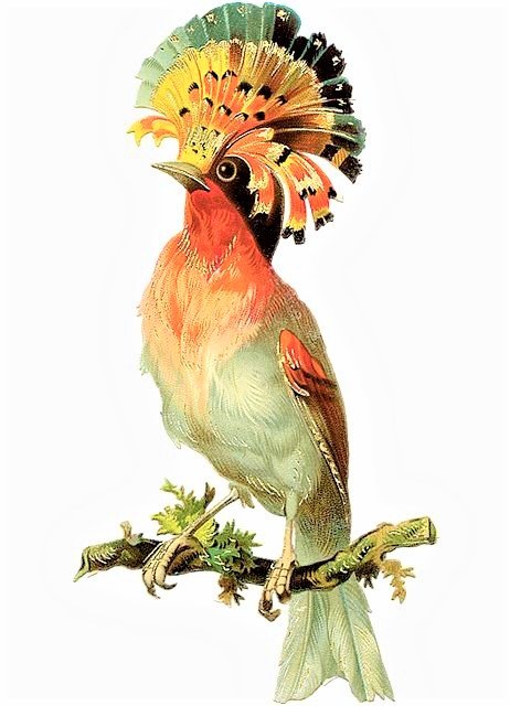 Brasilian birds 4 - птицы - оригинал