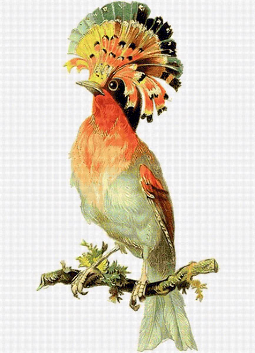 Brasilian birds 4 - птицы - предпросмотр