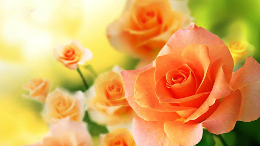 Аромат роз - розы, цветы - оригинал