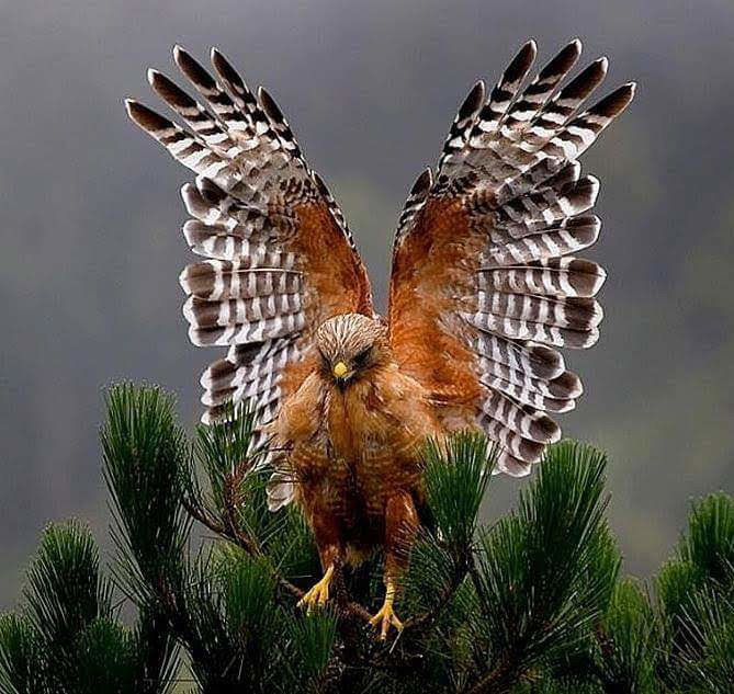 Сокол - оригинал