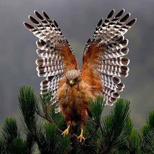 Схема вышивки «Сокол»