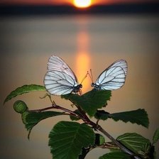 Схема вышивки «Бабочки на закате»