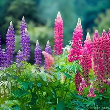 Схема вышивки «Наперстянка»