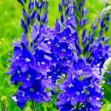 Схема вышивки «Полевые цветы»