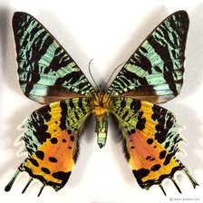 Схема вышивки «бабочка»