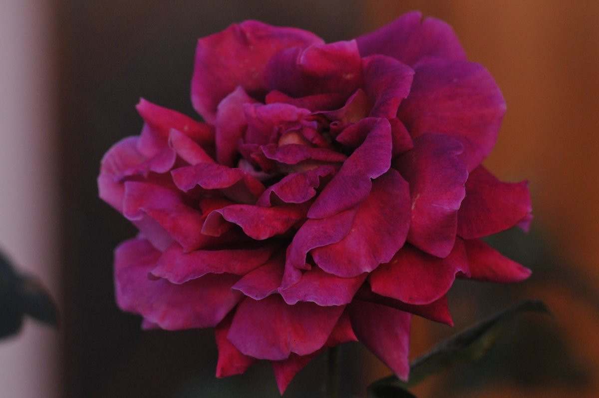 rosa - flores - оригинал