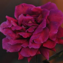 Схема вышивки «rosa»