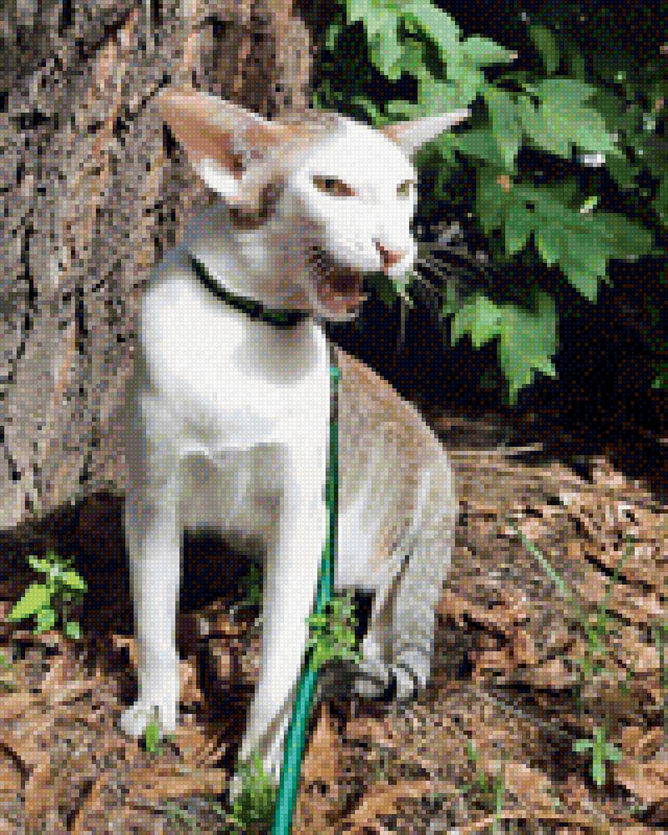 Ориентал - котик, милашка, ушастик - предпросмотр