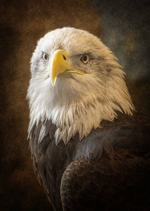 Белоголовый орлан - картина - оригинал