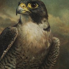 Сапсан сокол