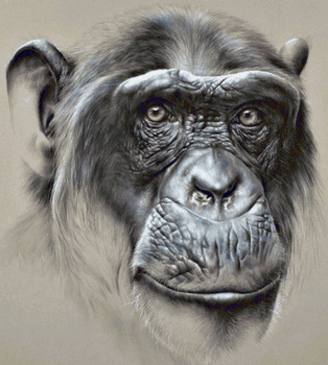 Wild life portrets- Shimpanse - животные - предпросмотр