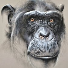 Wild life portrets- Shimpanse