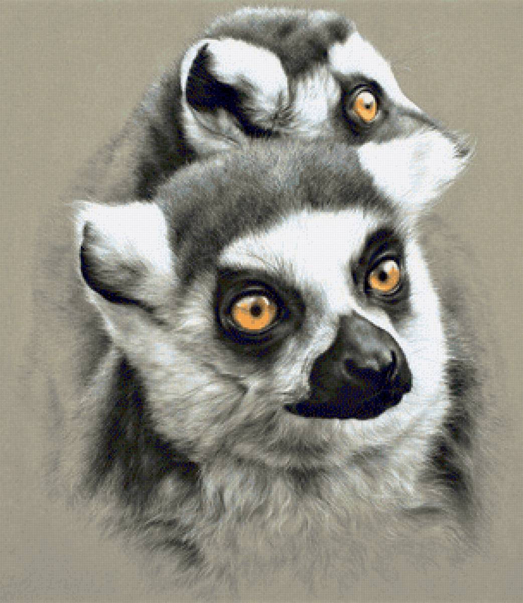 Wild life portrets- Lemures - животные - предпросмотр