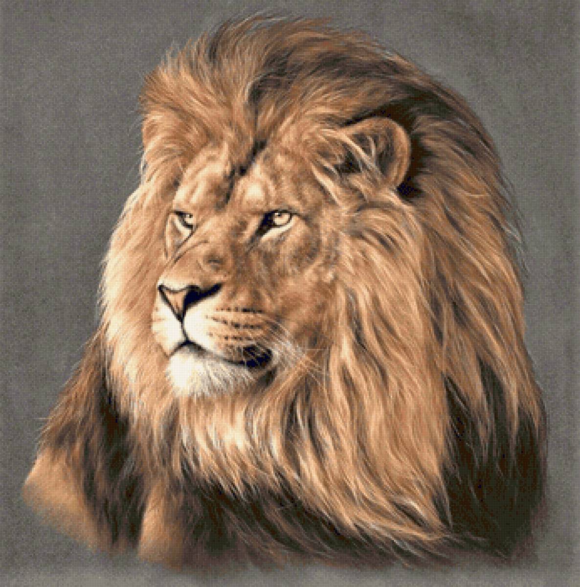 Wild life portrets- Lion - животные - предпросмотр