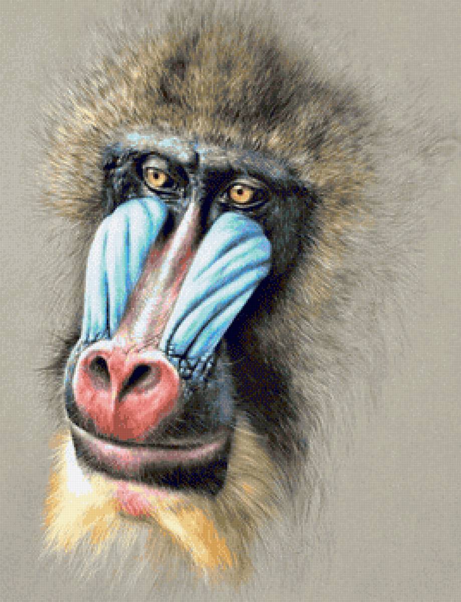 Wild life portrets- Gamadrile - животные - предпросмотр