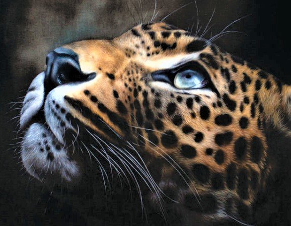 Wild life portrets- Leopard - животные - оригинал