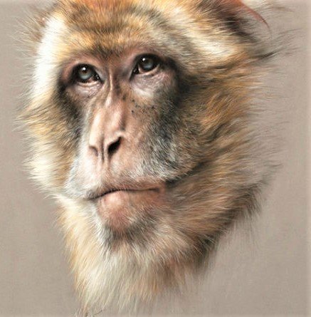 Wild life portrets- Martishka - животные - оригинал