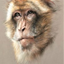 Схема вышивки «Wild life portrets- Martishka»