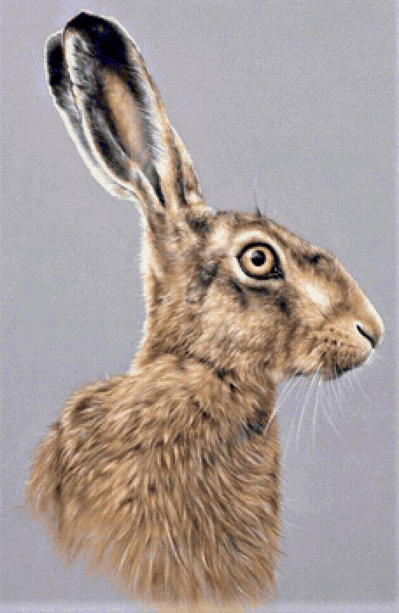 Wild life portrets- Zayats - животные - предпросмотр