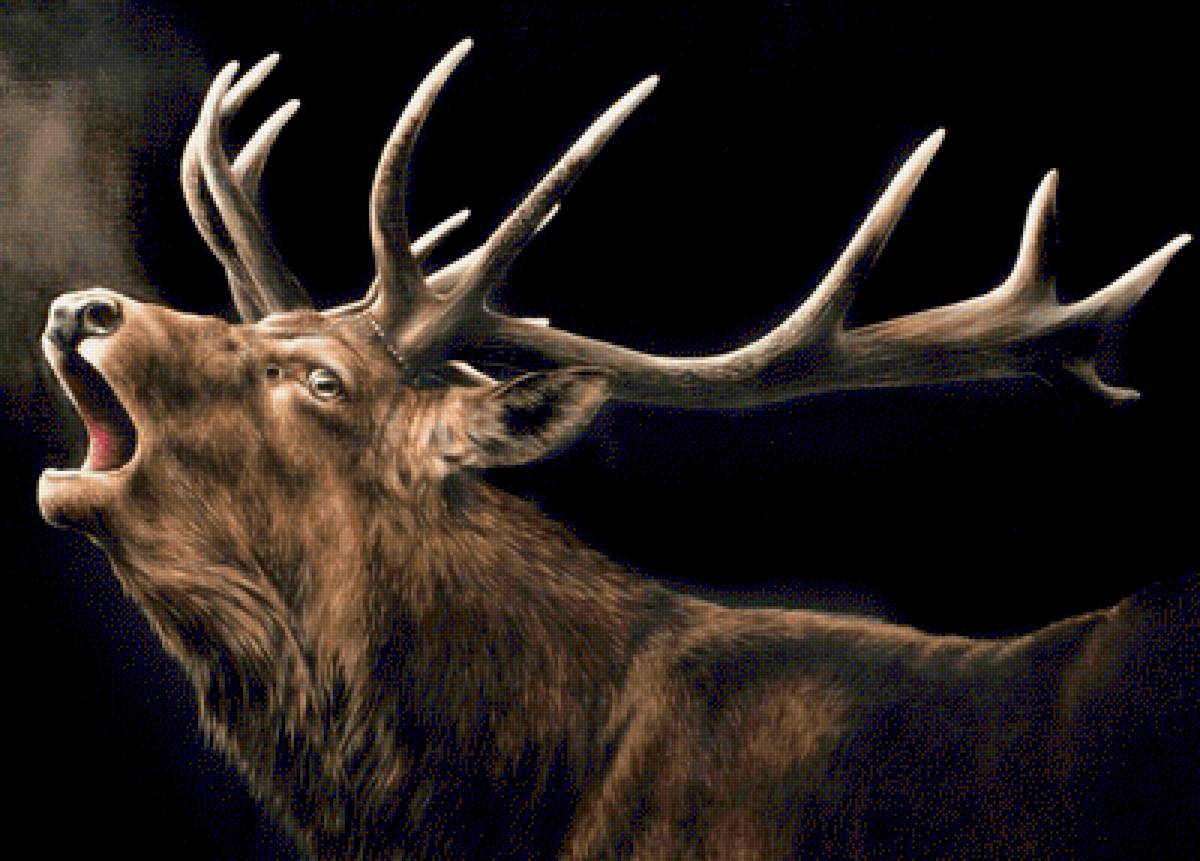 Wild life portrets- Olen' - животные - предпросмотр