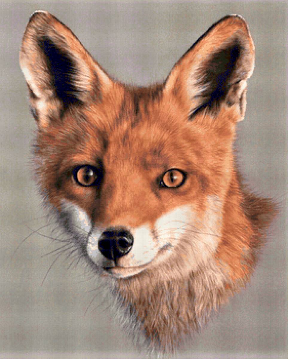 Wild life portrets- Lisa - животные - предпросмотр