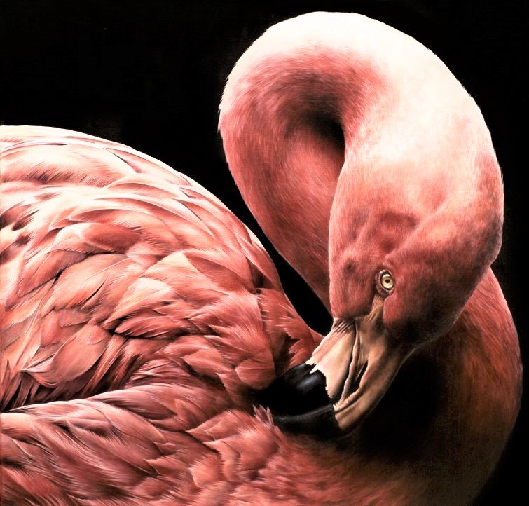 Wild life portrets- Flamingo - птицы - оригинал