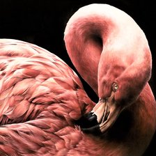 Оригинал схемы вышивки «Wild life portrets- Flamingo» (№2191600)