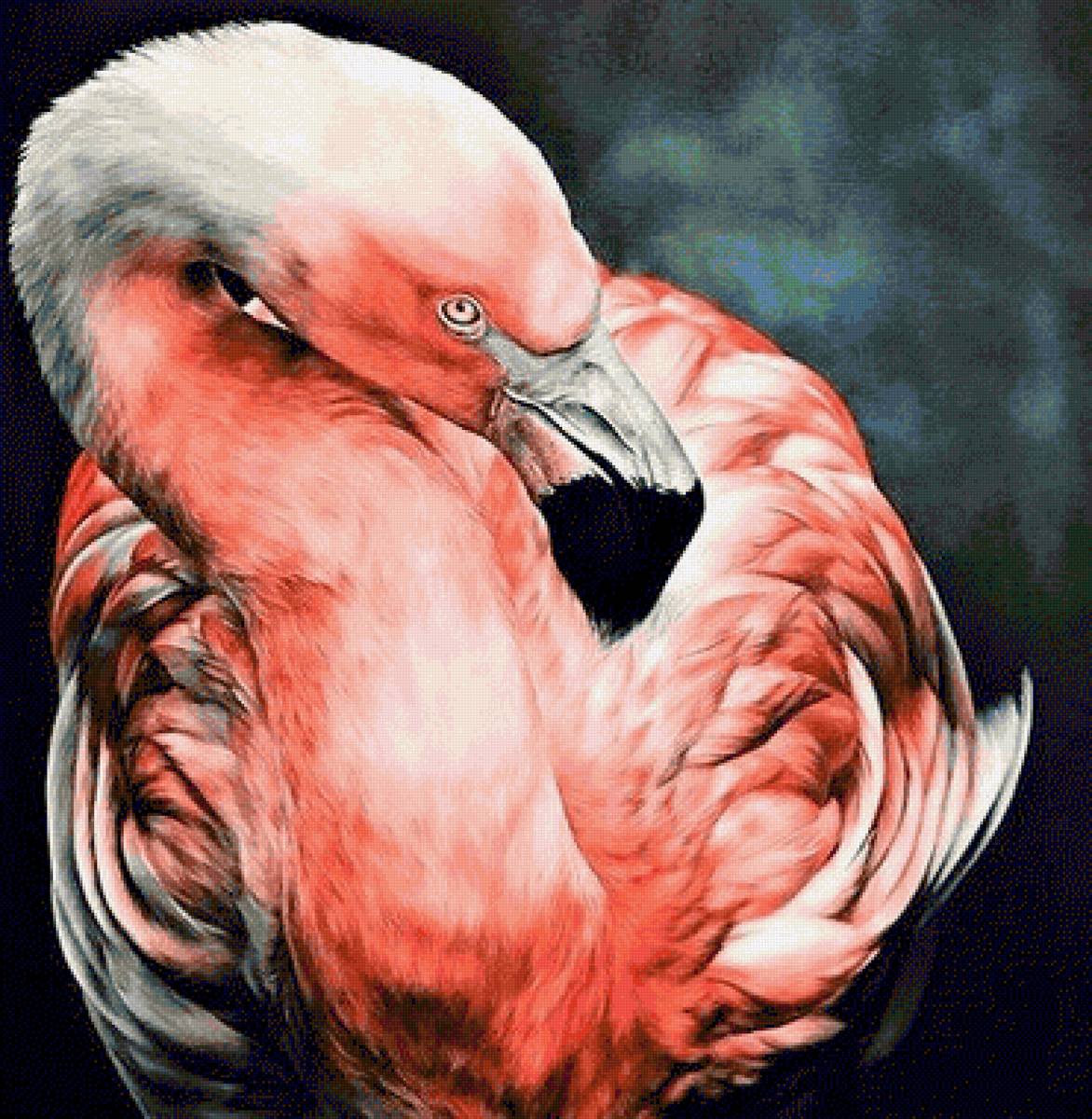 Wild life portrets- Flamingo2 - птицы - предпросмотр