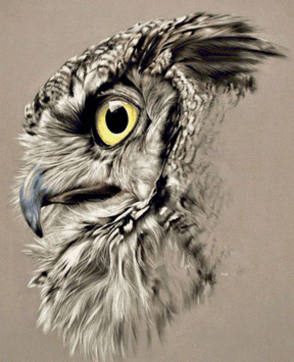 Wild life portrets- Sova - птицы - предпросмотр