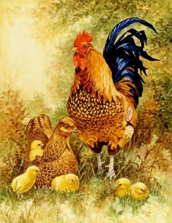 Птичий двор 3 - петух, птичий двор, цыплята., курица - оригинал