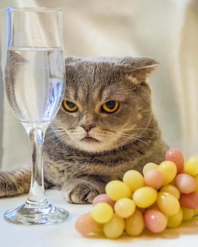 Gato. - animais. - оригинал