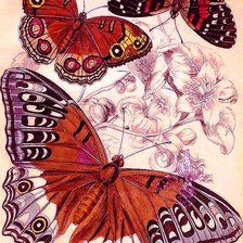 Схема вышивки «Бабочки»